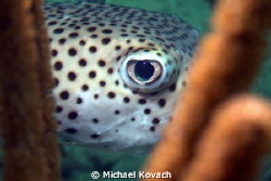 Spotted Burrfish hiding and watching at the Ledge of Turt... by Michael Kovach 